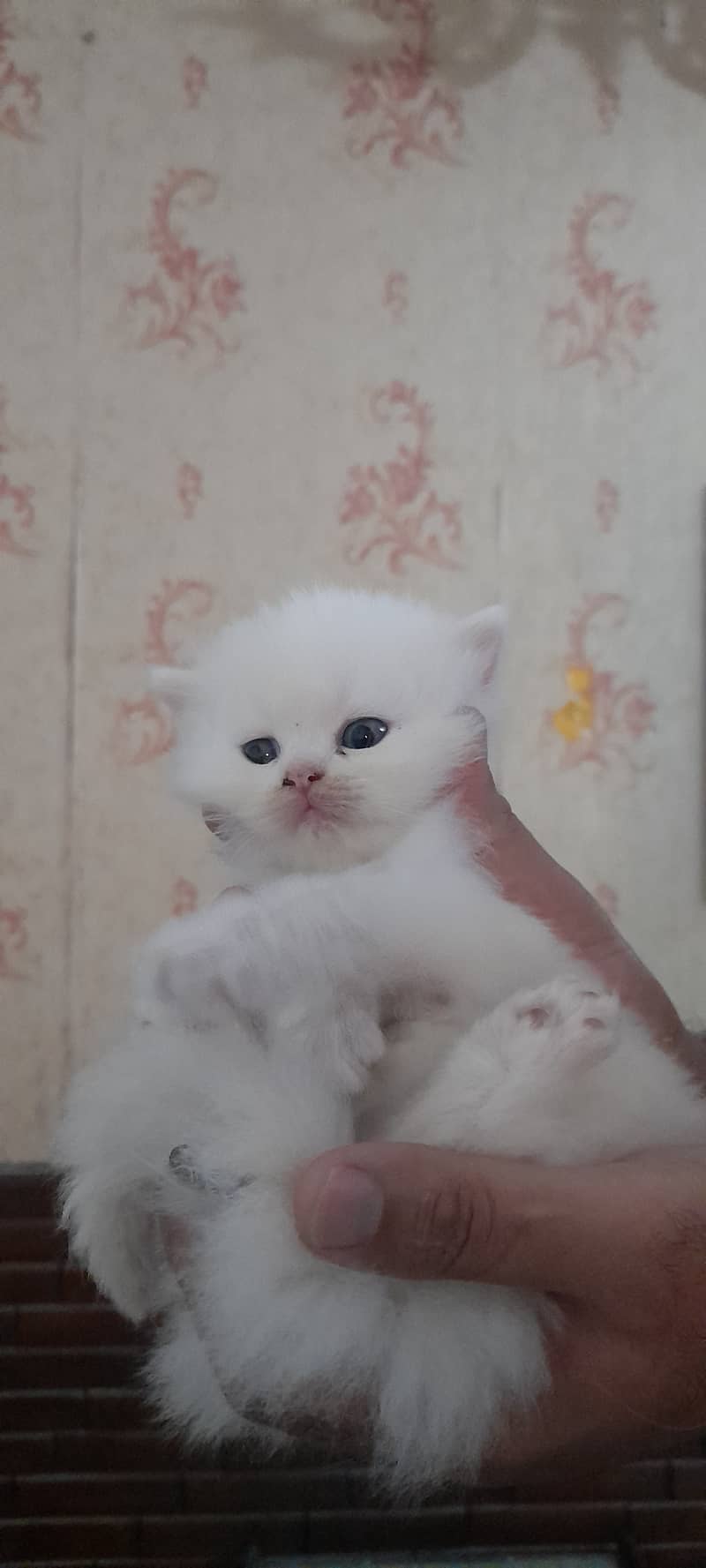 Kittens for sale 6