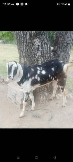 goats male both