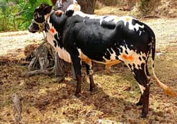 Wacha / Qurbani ka janwar / Bull / wachra / Desi bulls / 4 danda bull