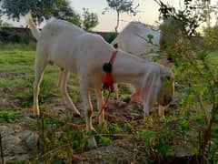 2 goats for sale rajanpori