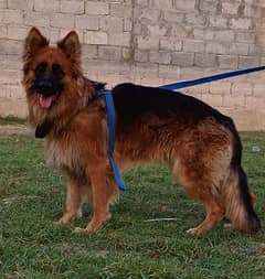 German shepherd long cout for sale contact number 03198522041