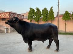 Neli Ravi | Baffalo Bull | For Qurbani