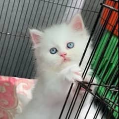 Persian cat for sale contact me my WhatsApp number 03267720525