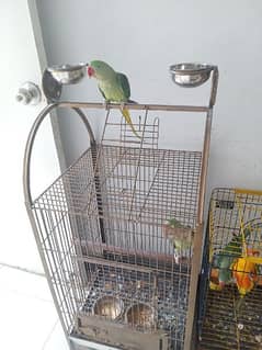 raw parrot male and female both. 38000