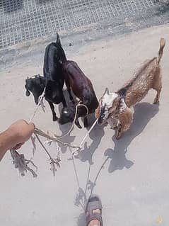 2 bakria 1 bakra for sale only 40 thousand 03001901717