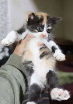 calico color persian kitten (cash on delivery)