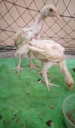 Aseel pair Hera high quality for sale age 3 month