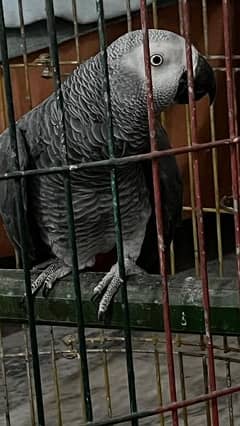 African grey friendly parrot