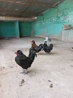 polish Hen pairs or male female