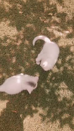 2 months old kitten PAIR for sale