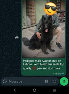 black shepard male Ava for stud in Lahore