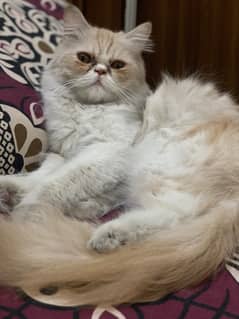 Triple Coated Persian Female Cat