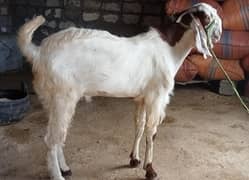 Qurbani janwar for sale/makhi cheeni/beetal/bakri/bakra/Goat for sale