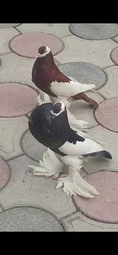 all pigeon for sale