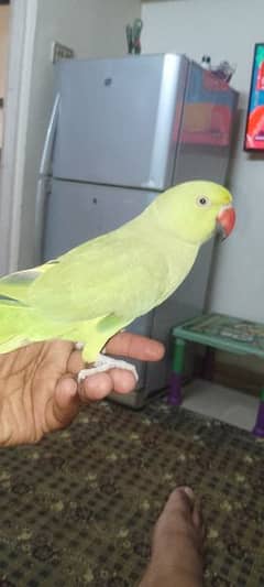 Ring Mach Parrot for Sale