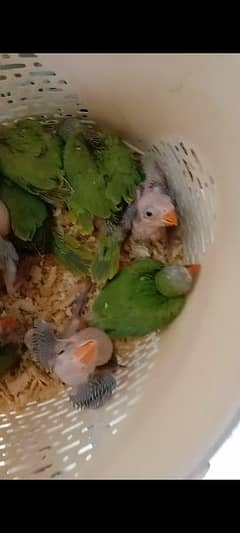 Green ring nack chicks healthy and active available