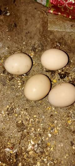 fertile egg aseel Thai cross lakha
