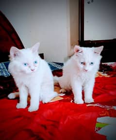 pair blue eyes little trained. play full baby whatapp numbe 3007477427