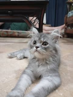 gray female kittens and one adult male for sale