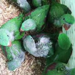 quality Raw chicks parrots
