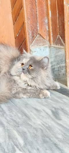 persian grey female cat