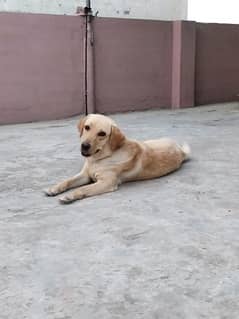 labrador for new home in reasonable