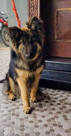 German shepherd female fully active dog for sale