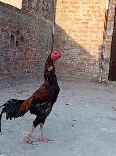 Best quality Aseel Rooster