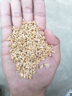 Wheat گندم For Sale