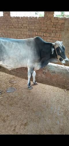 Qurbani Bulls | Cow | wacha | wehra | Desi cow | qurbani 2024