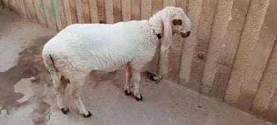 Sheep 11 month's age