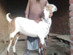 goat for sale qurbani