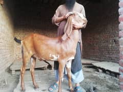 goat for sale qurbani