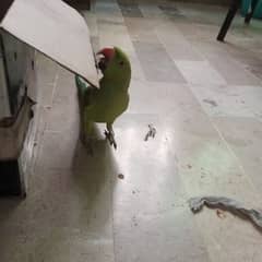 Ringneck parrot for sale
