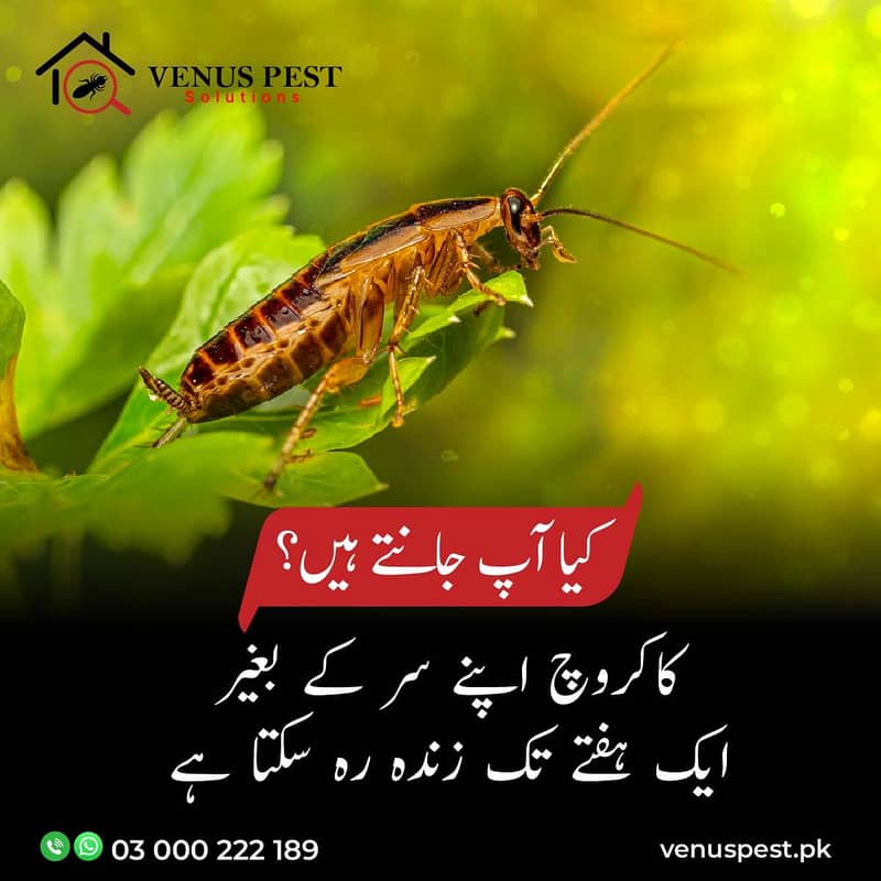 Commercial pest extermination services in Lahore/Dengue Spray,Pest 9