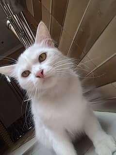 Persian cat yellow eyes Double coat.