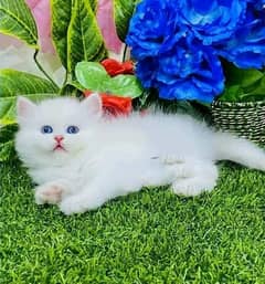 kittens Persian