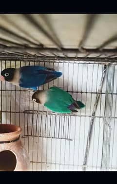 blue pasnata lotino love birds with cage