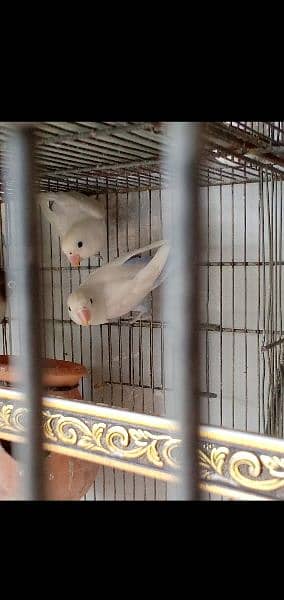 blue pasnata lotino love birds with cage 2