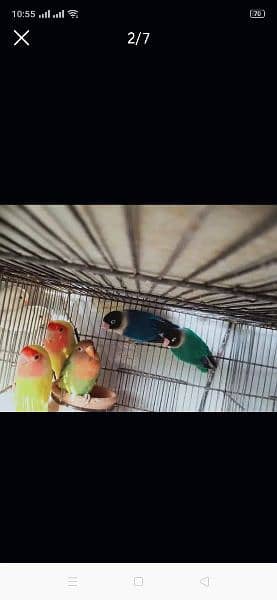 blue pasnata lotino love birds with cage 3
