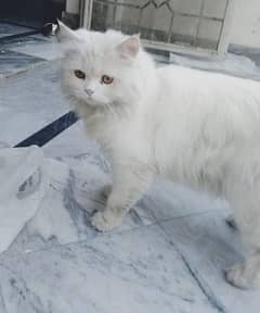 Persian male stud triple coat cat