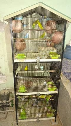 Australian parrot for sell