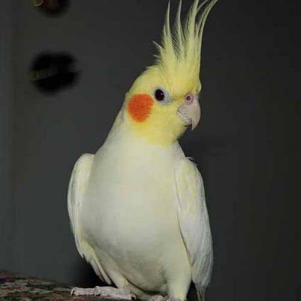 Budgie parrot 5