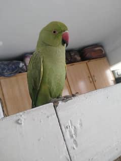 selling my talking parrot