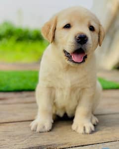 Labrador