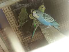 Mara parrots for sale ha