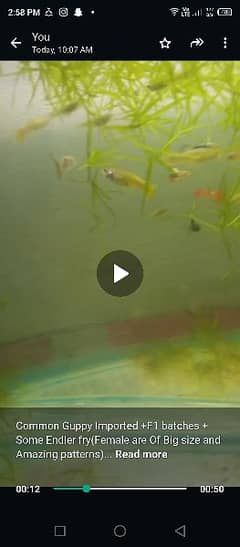 Guppy fish Breeder pairs