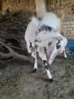 bakra goat donda 15 months
