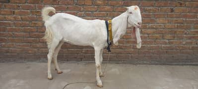 Rajan Puri Gulabi female Goat