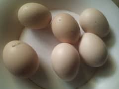 fresh aseel jawa eggs